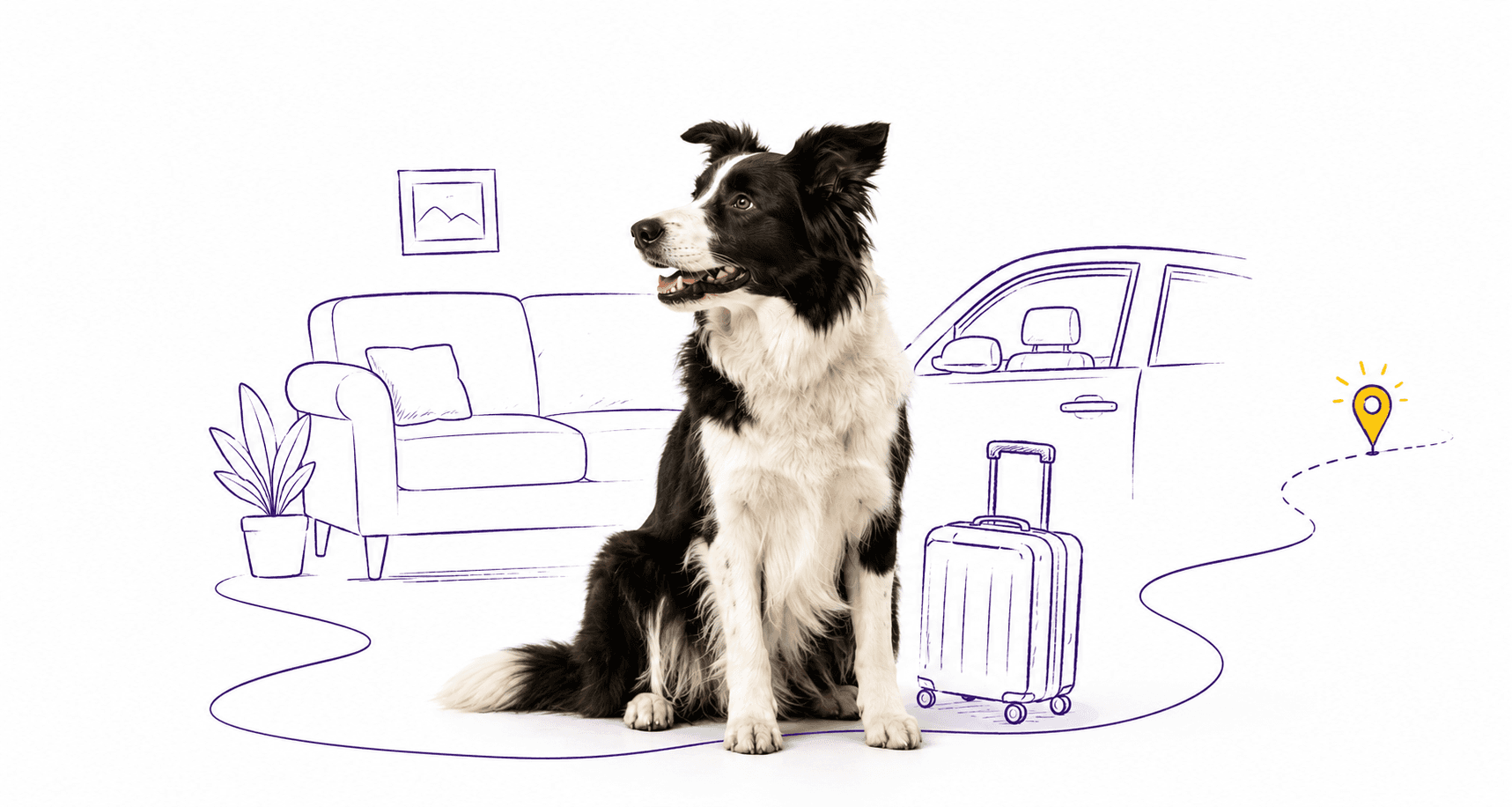 Border Collie sitting among purple line drawings of a home, car, suitcase, and travel path.